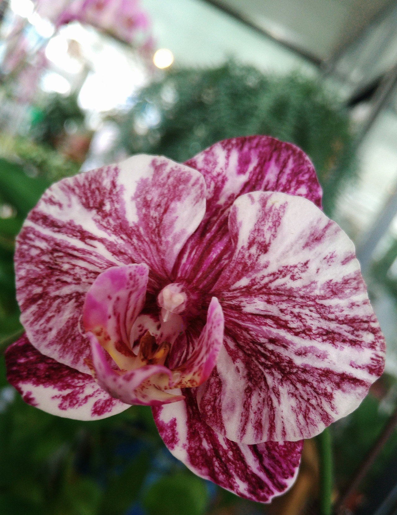 植物的秘密 似贝壳 似莲花 似绣球（图ZODgzNjAwODQ=） - 产品摄影 - 站酷设计师阿崔啊miss原创素材 - 站酷ZCOOL