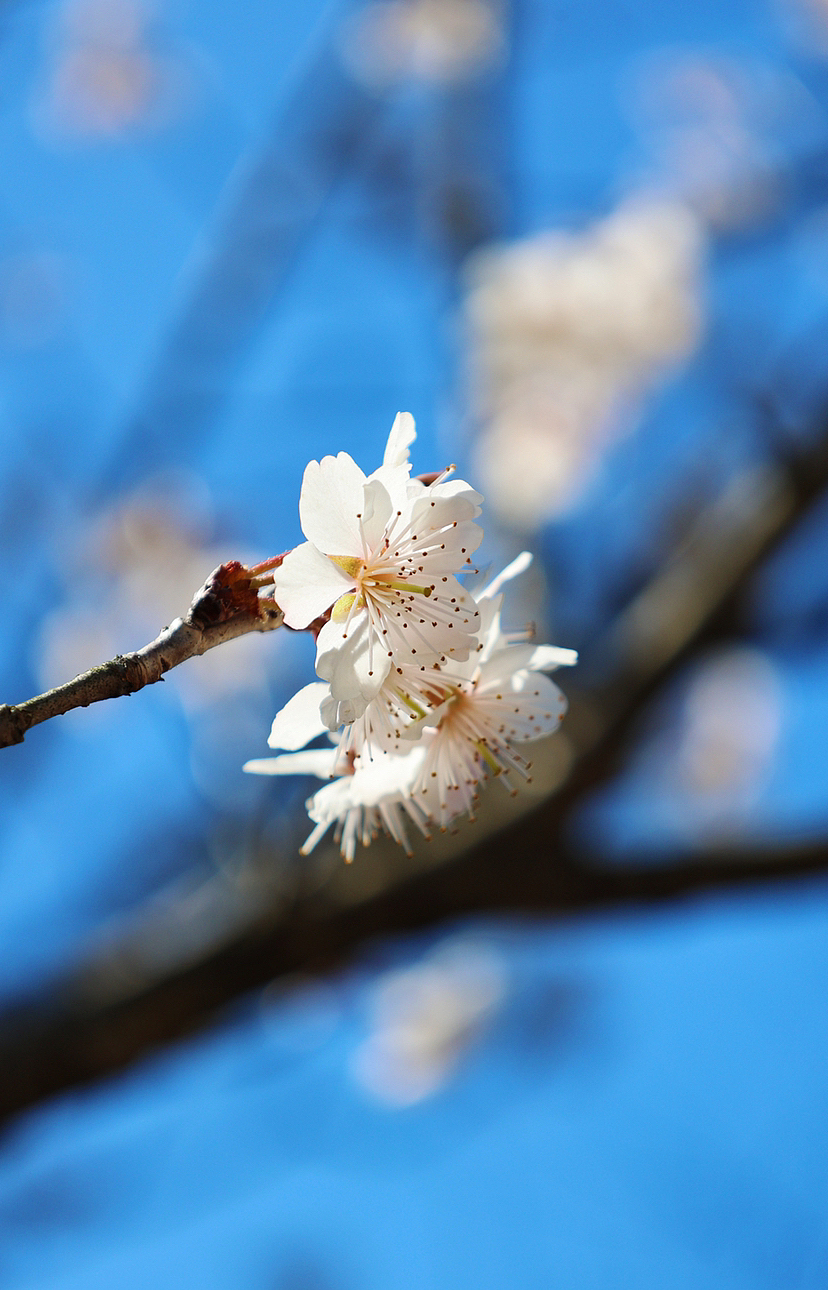 攝影.春日櫻桃花開（圖ZMzMyMjEwODEy） - 風(fēng)光攝影 - 站酷設(shè)計(jì)師海天旖原創(chuàng)素材 - 站酷ZCOOL