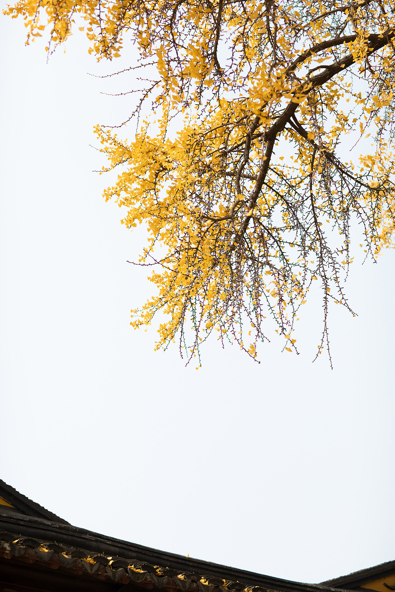 苏州银杏之美 · 定慧寺