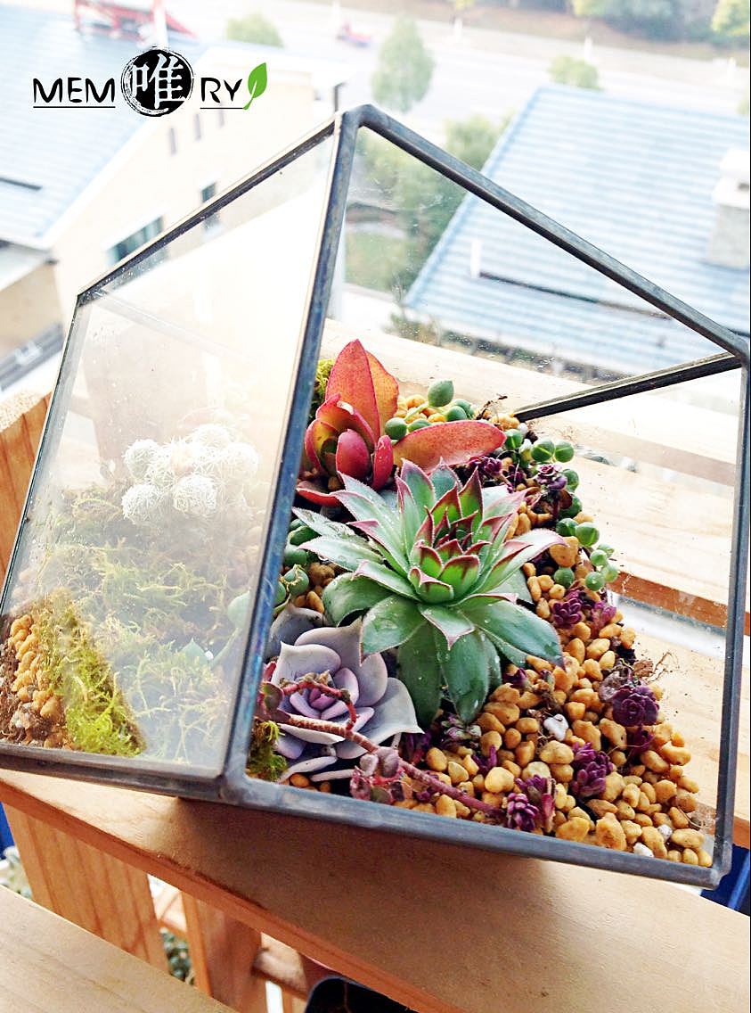 【多肉拼盘-玻璃花房】