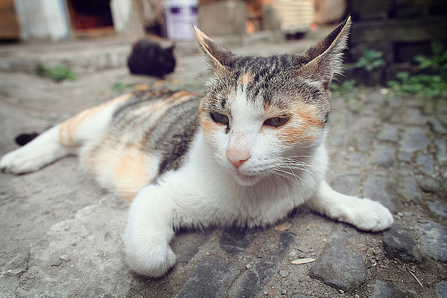 在太阳下无精打采的趴着