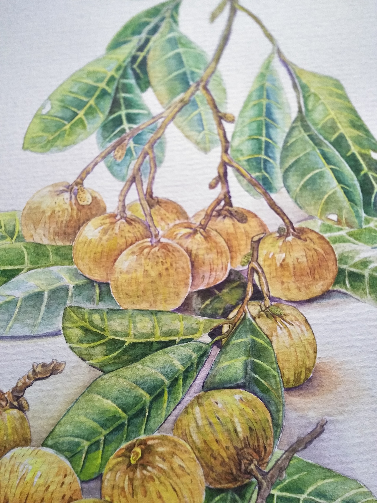 二十四节气水果手绘（图ZMTQxMDg1MjI4） - 商业插画 - 站酷设计师MY柠檬原创素材 - 站酷ZCOOL