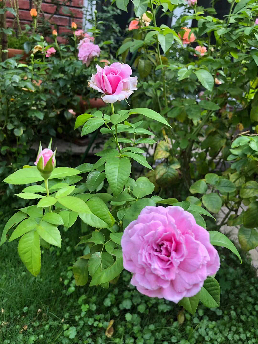 人生百年,镜花如月,红尘繁华,随即变迁。