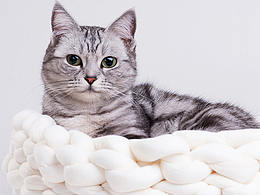 心然貓窩詳情頁