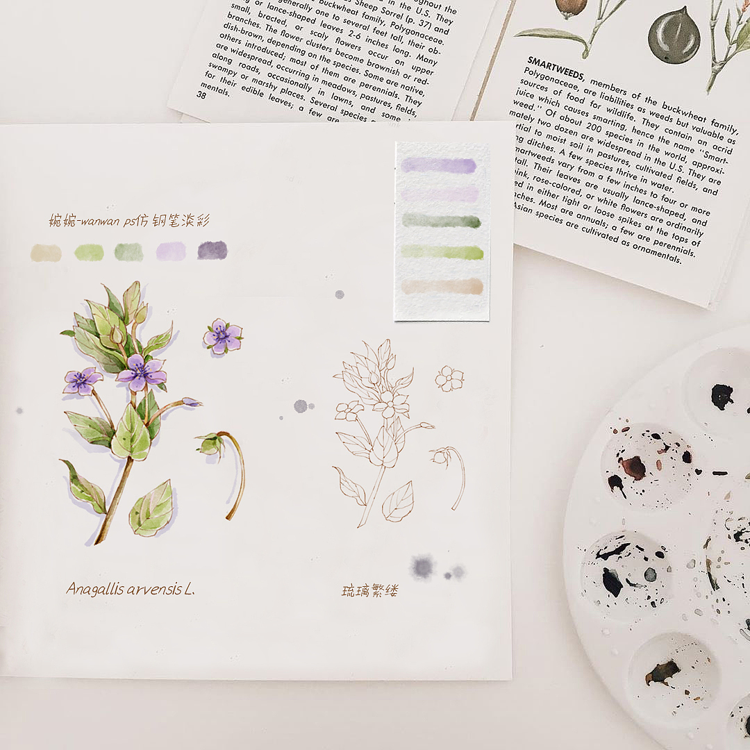 一组仿钢笔淡彩花卉插画