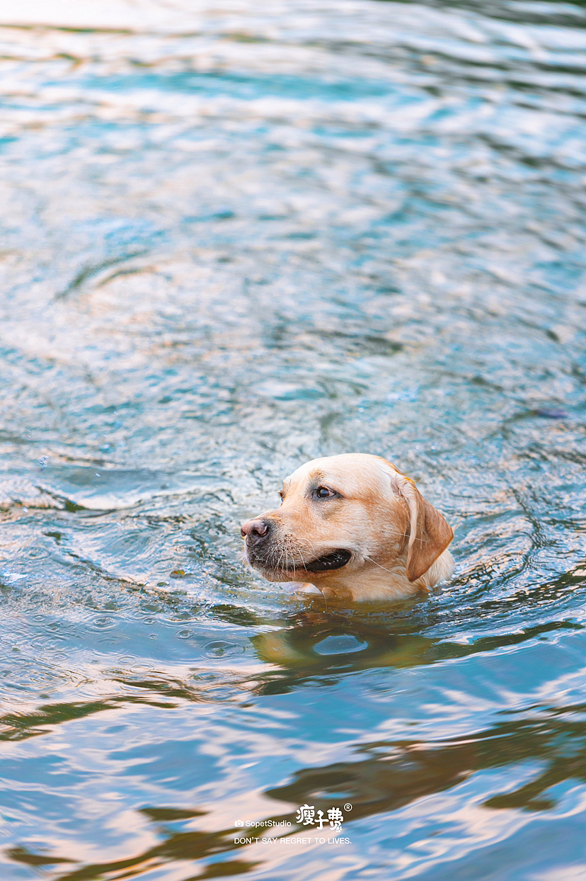 维尼的秋日计划（图ZMzE2NjA2NDg0） - 宠物摄影 - 站酷设计师瘦子费原创素材 - 站酷ZCOOL