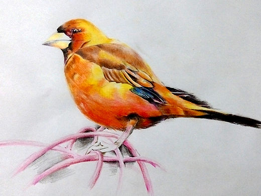 鸟（个人主页-ZMTQyNzYyODA=） - 绘画 - 站酷设计师伏晓飞原创素材 - 站酷ZCOOL