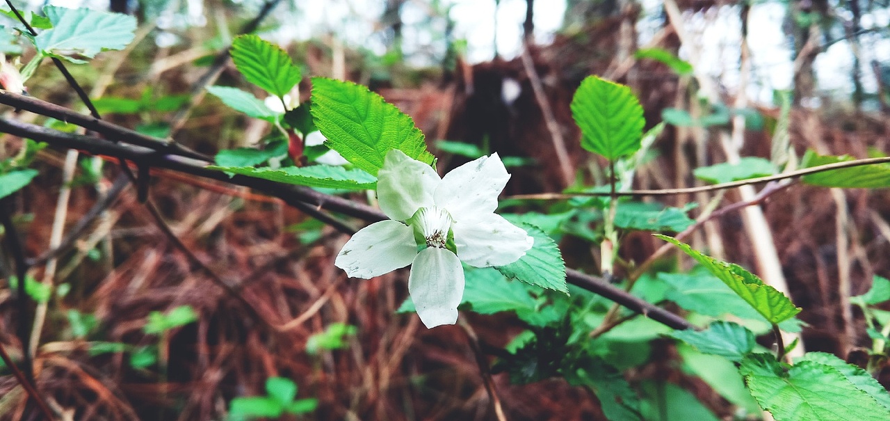 路边上的不起眼