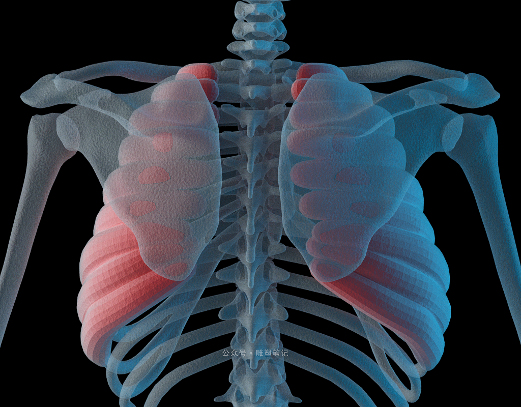 躯干肌肉（图ZMjc2NzY0NTc2） - 人物/生物 - 站酷设计师雕塑笔记原创素材 - 站酷ZCOOL