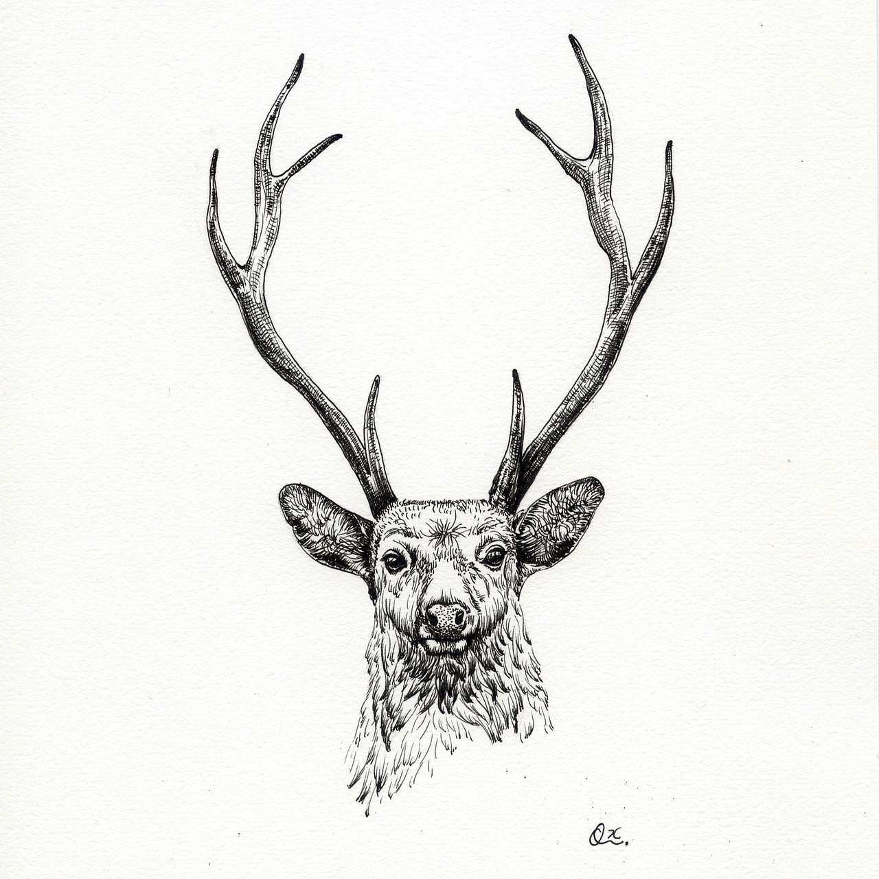 【动物肖像】系列