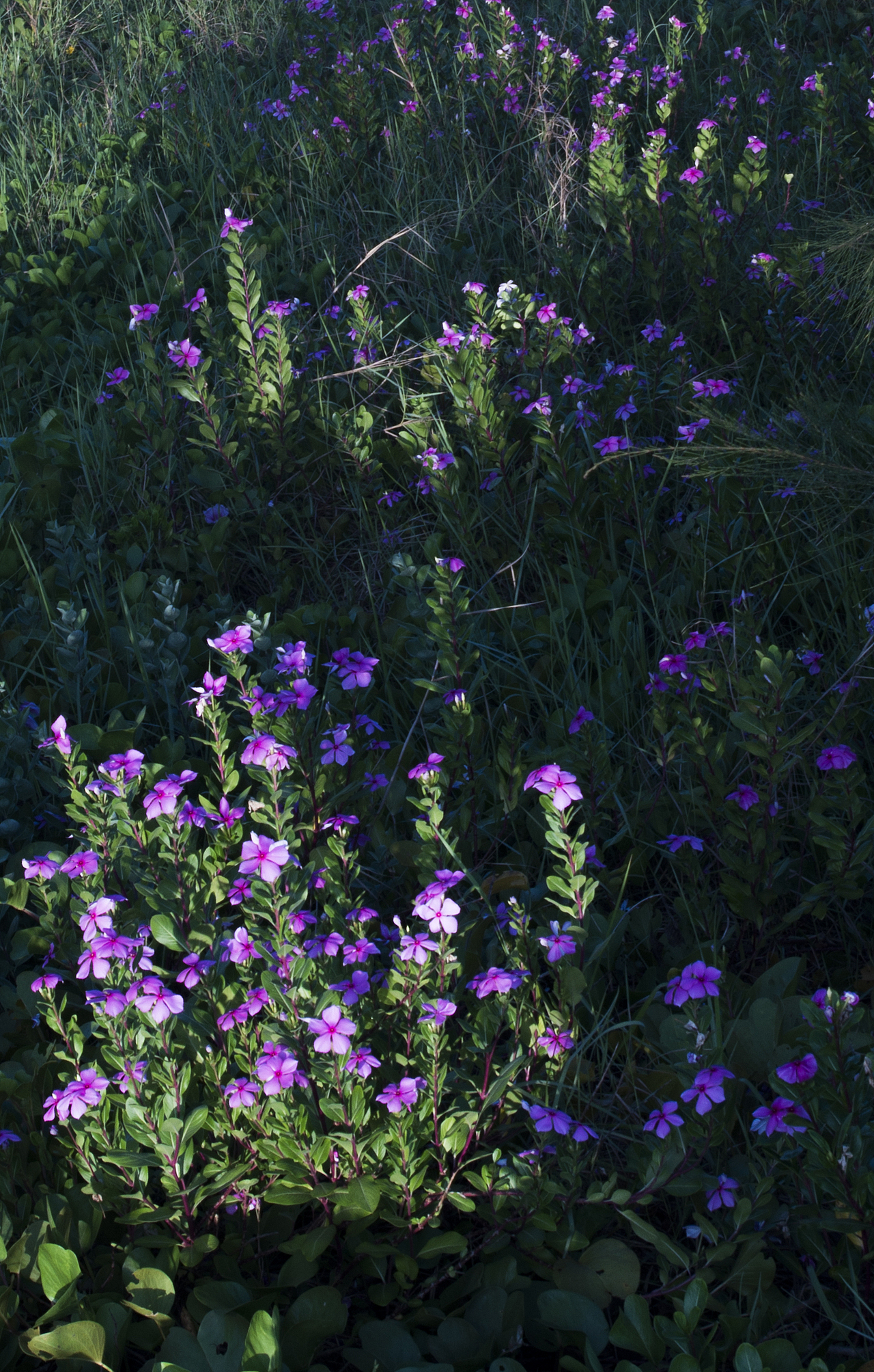 三亚三亚湾拍摄（图ZODEyNTEyMjA=） - 风光摄影 - 站酷设计师宝藏凡原创素材 - 站酷ZCOOL