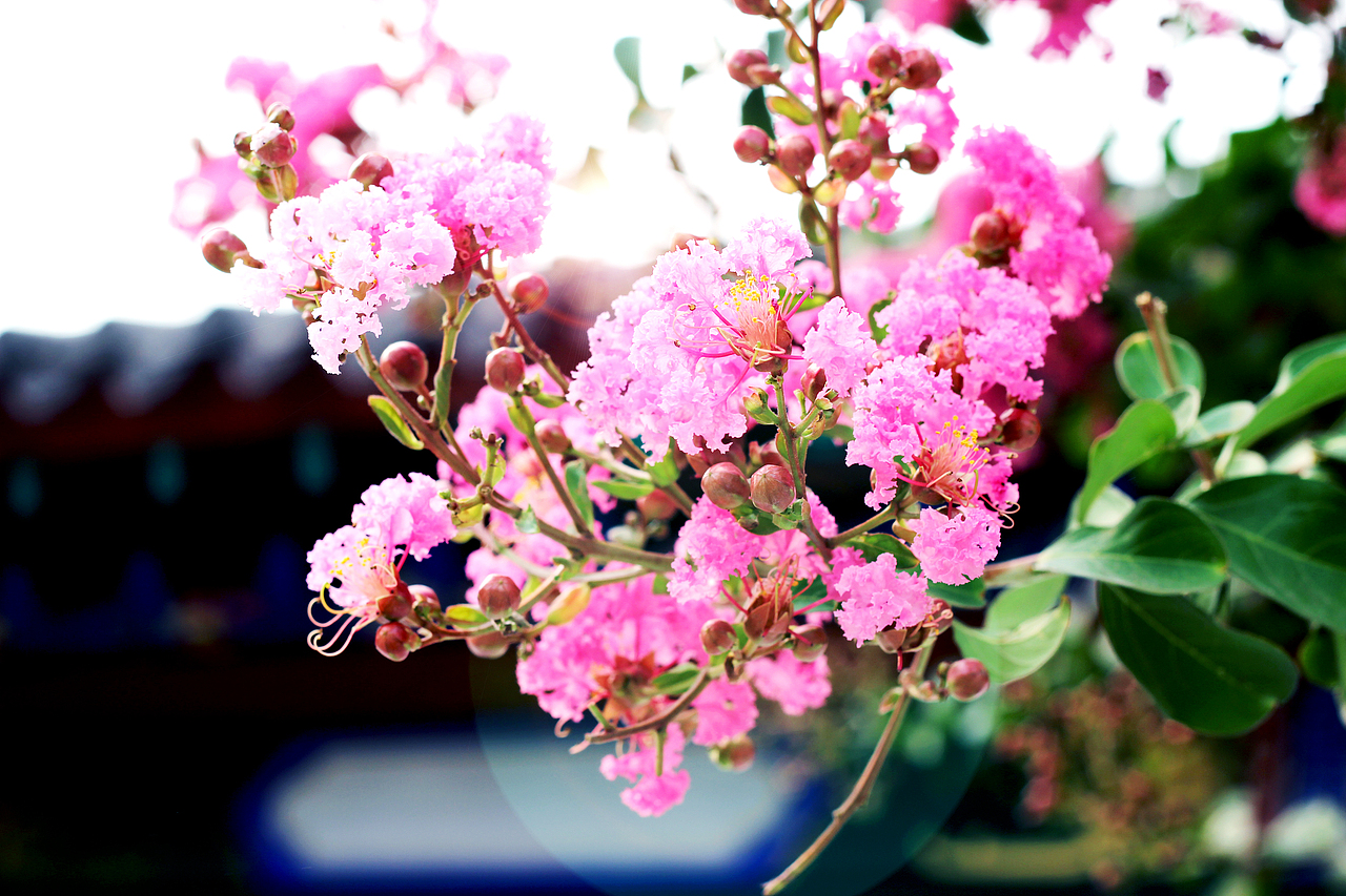 大明湖里花开似锦