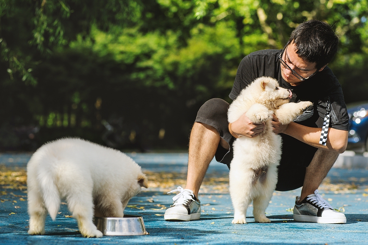 【均木纪实宠物摄影】记,一群松萨的奶汪们第一次郊游