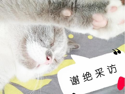 《猫咪通话》-端午
