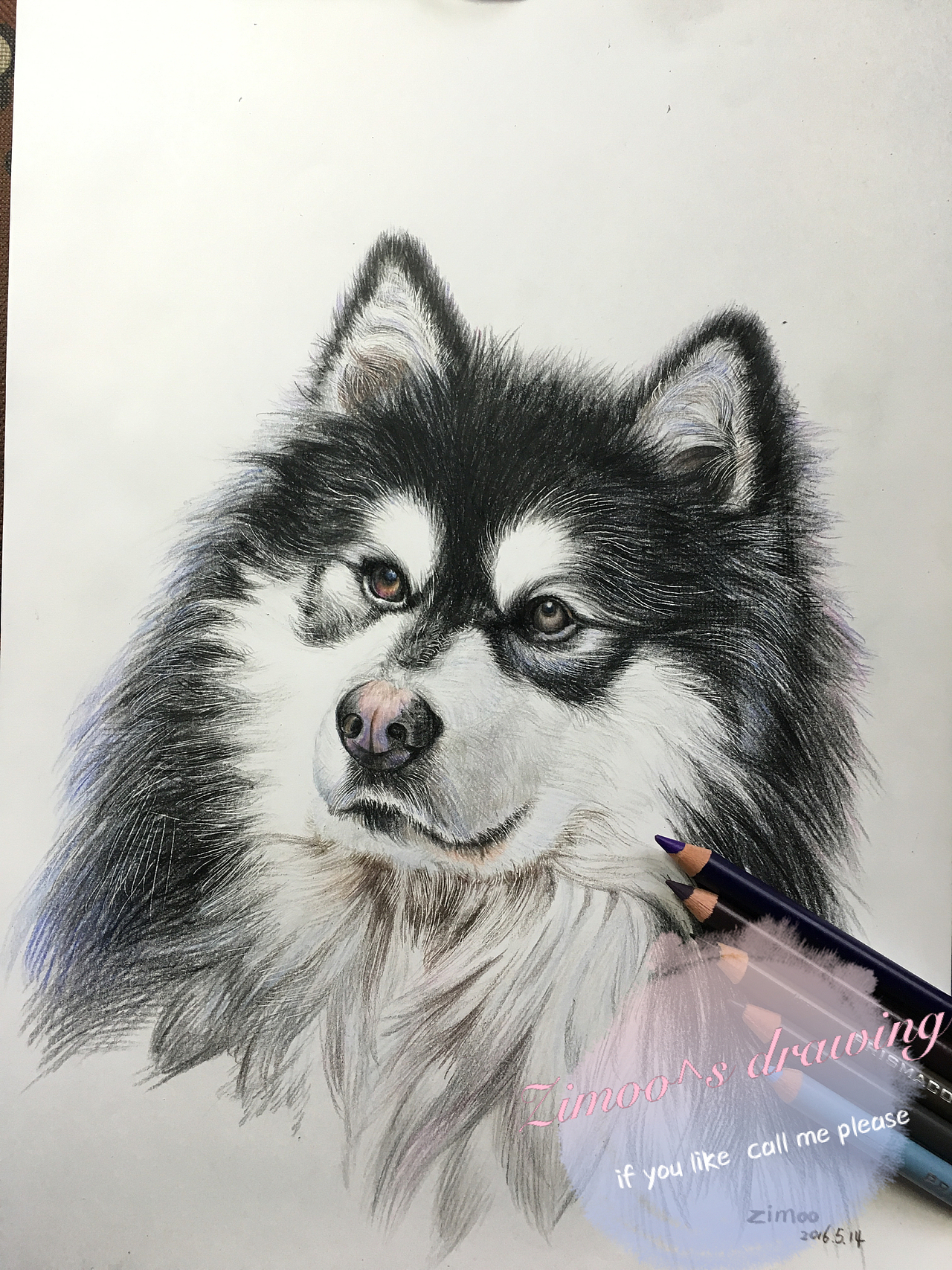 zimoo手绘彩铅动物——阿拉斯加