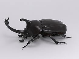 甲蟲獨(dú)角仙keyshot渲染