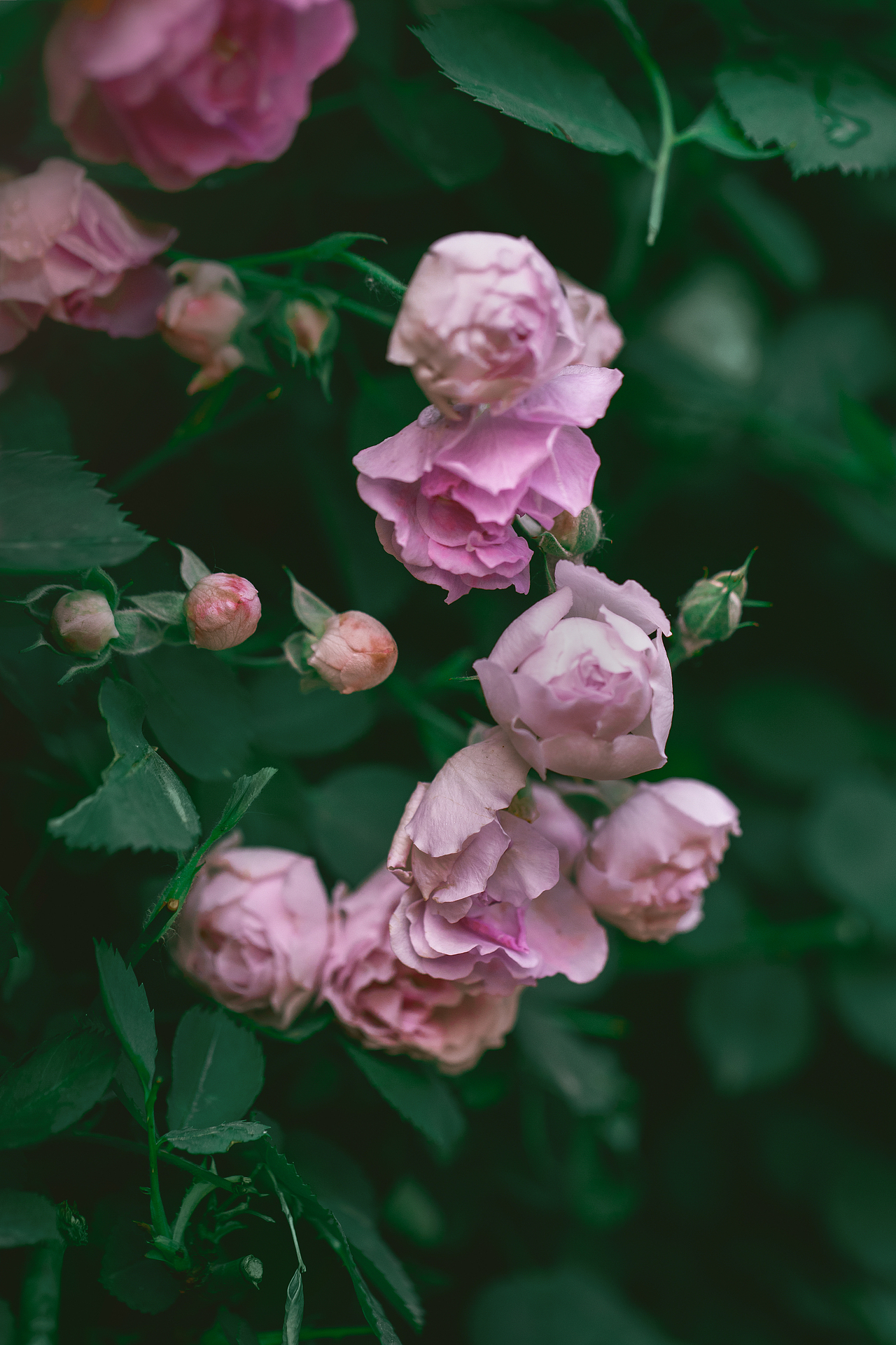 夏之花--粉蔷薇