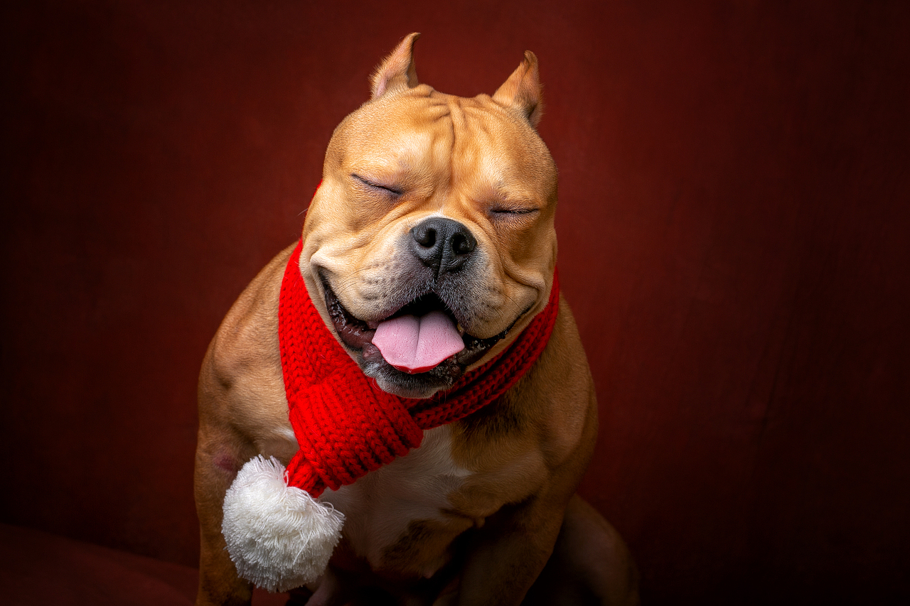圣诞圣诞，圣诞快乐🎄🎁🎅。（图ZMTM4OTE1NTA0） - 宠物摄影 - 站酷设计师AC宠物摄影原创素材 - 站酷ZCOOL