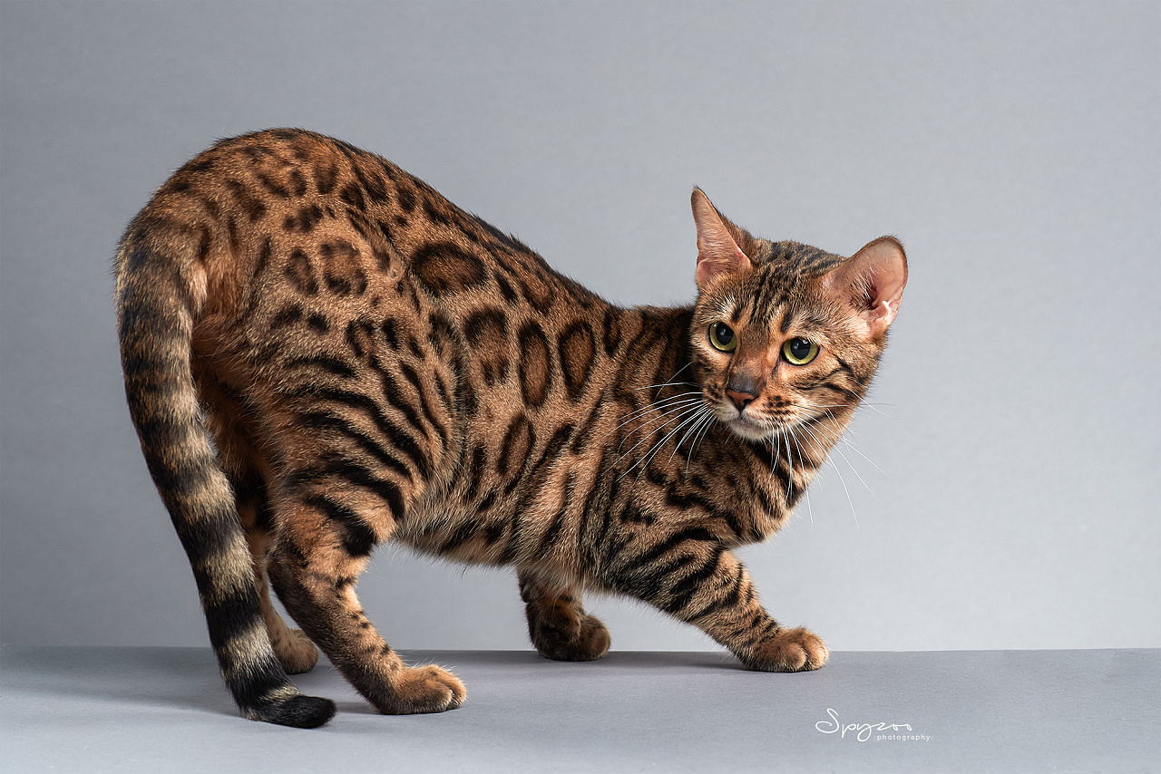 孟加拉豹猫天津猫赛现场拍摄8月 - 原创作品 - 站酷(zcool)