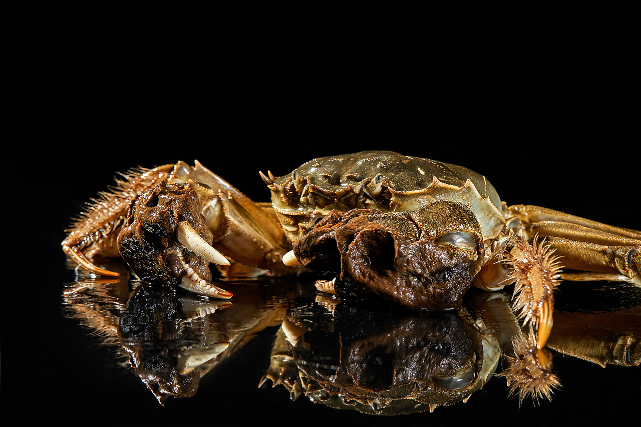 美食摄影 | 吃大闸蟹是一种季节性的享受