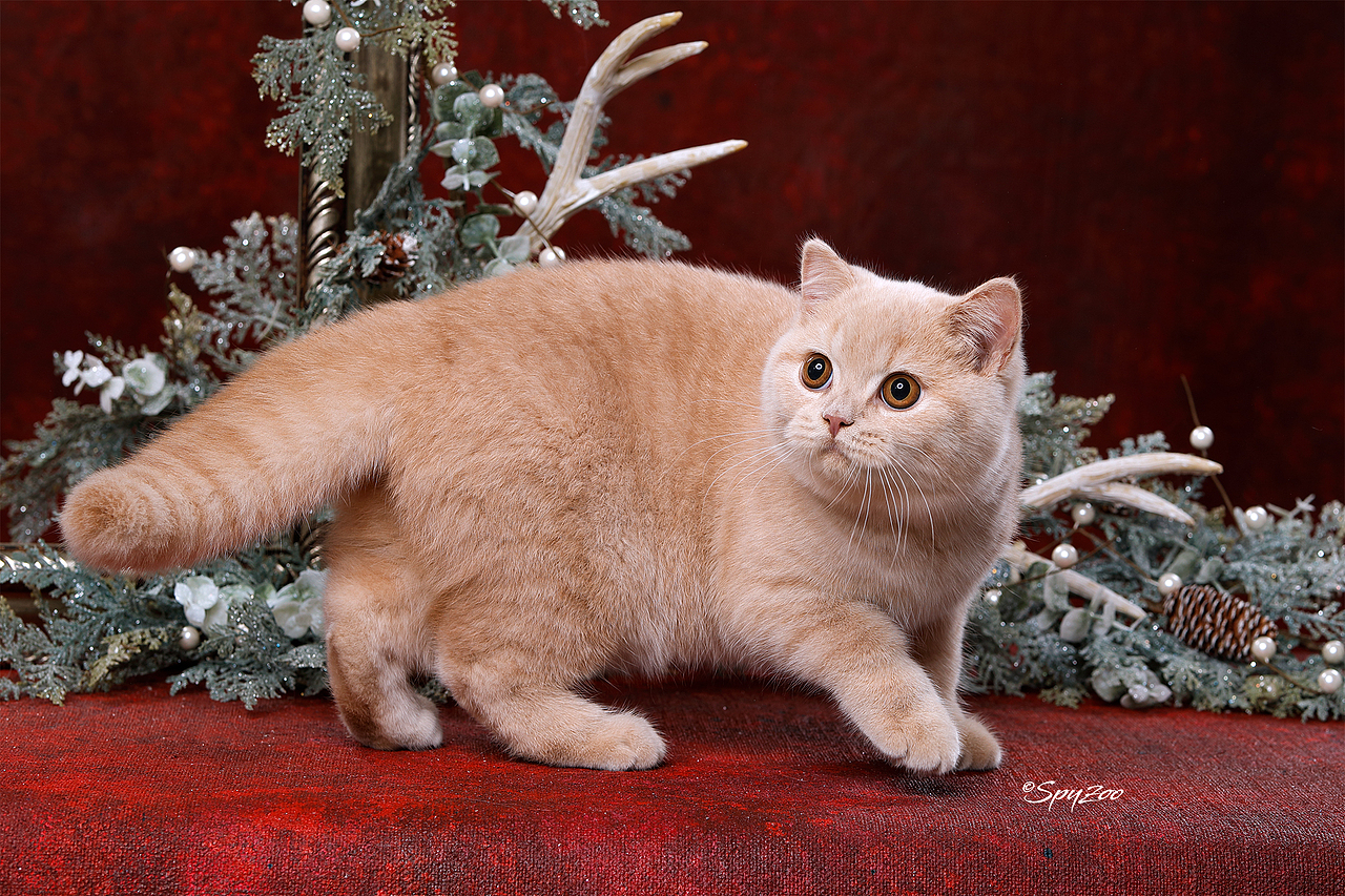 2018-19年度中国猫赛spyzoo赛程猫咪拍摄部分