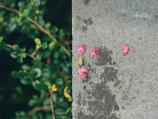 花（个人主页-ZNjU2NTUyNjg=） - 风光摄影 - 站酷设计师远山摄原创素材 - 站酷ZCOOL