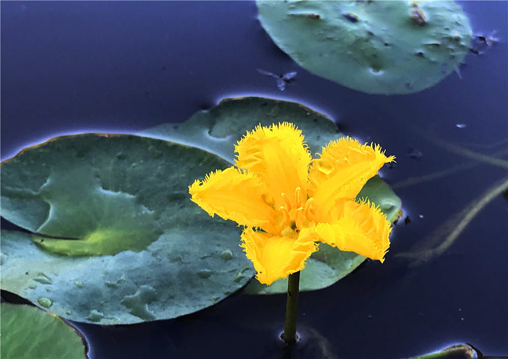 刘勇良手机纪实摄影:参差荇菜