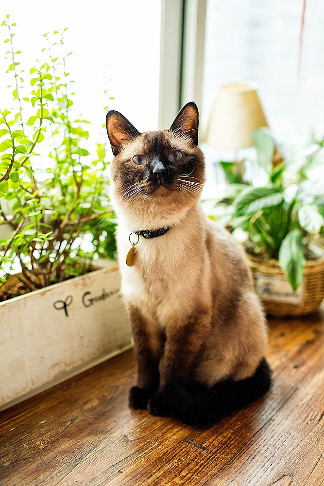 来总家的喵星人