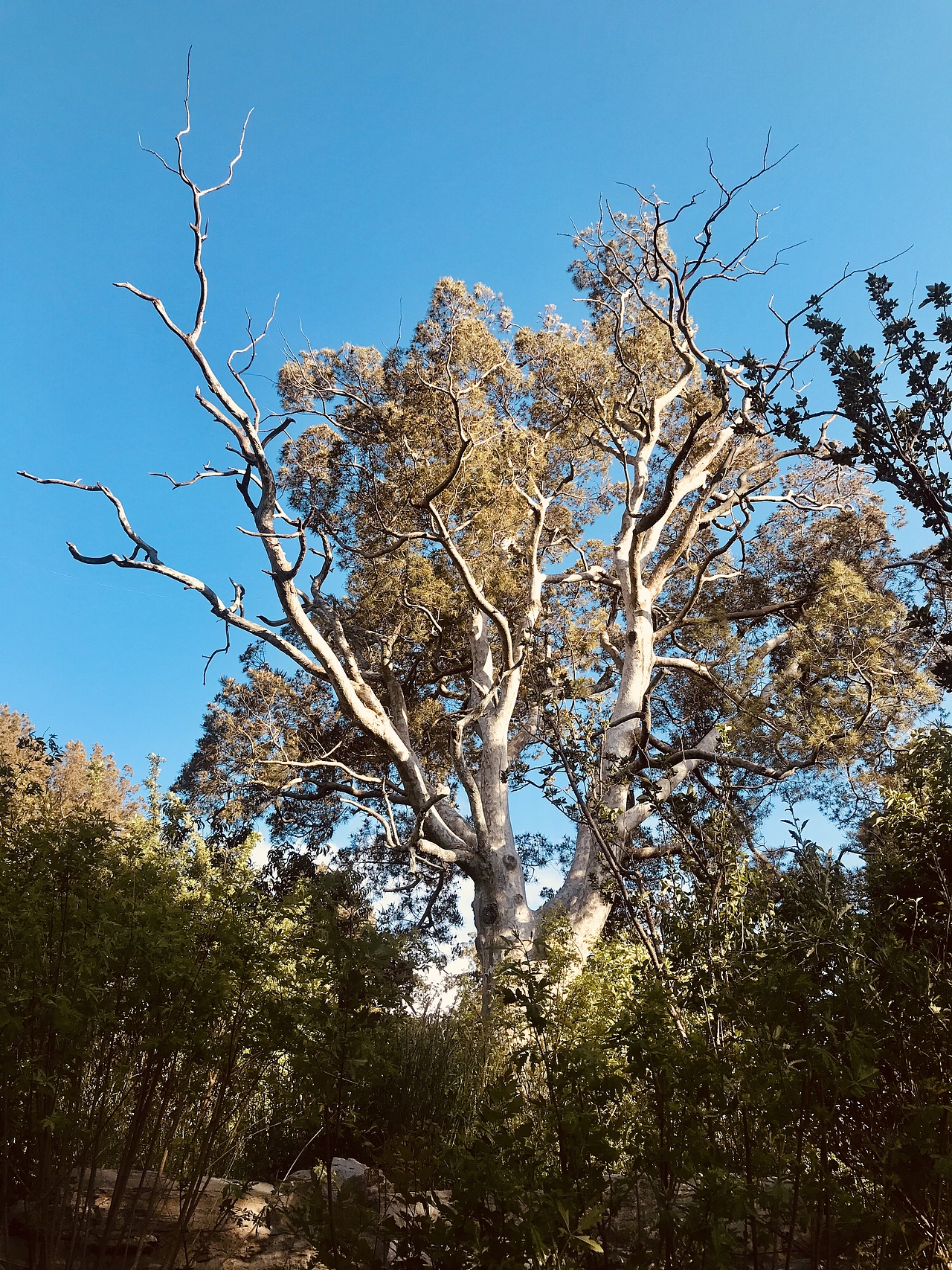 随手拍北京景山公园故宫白塔寺白松树落日