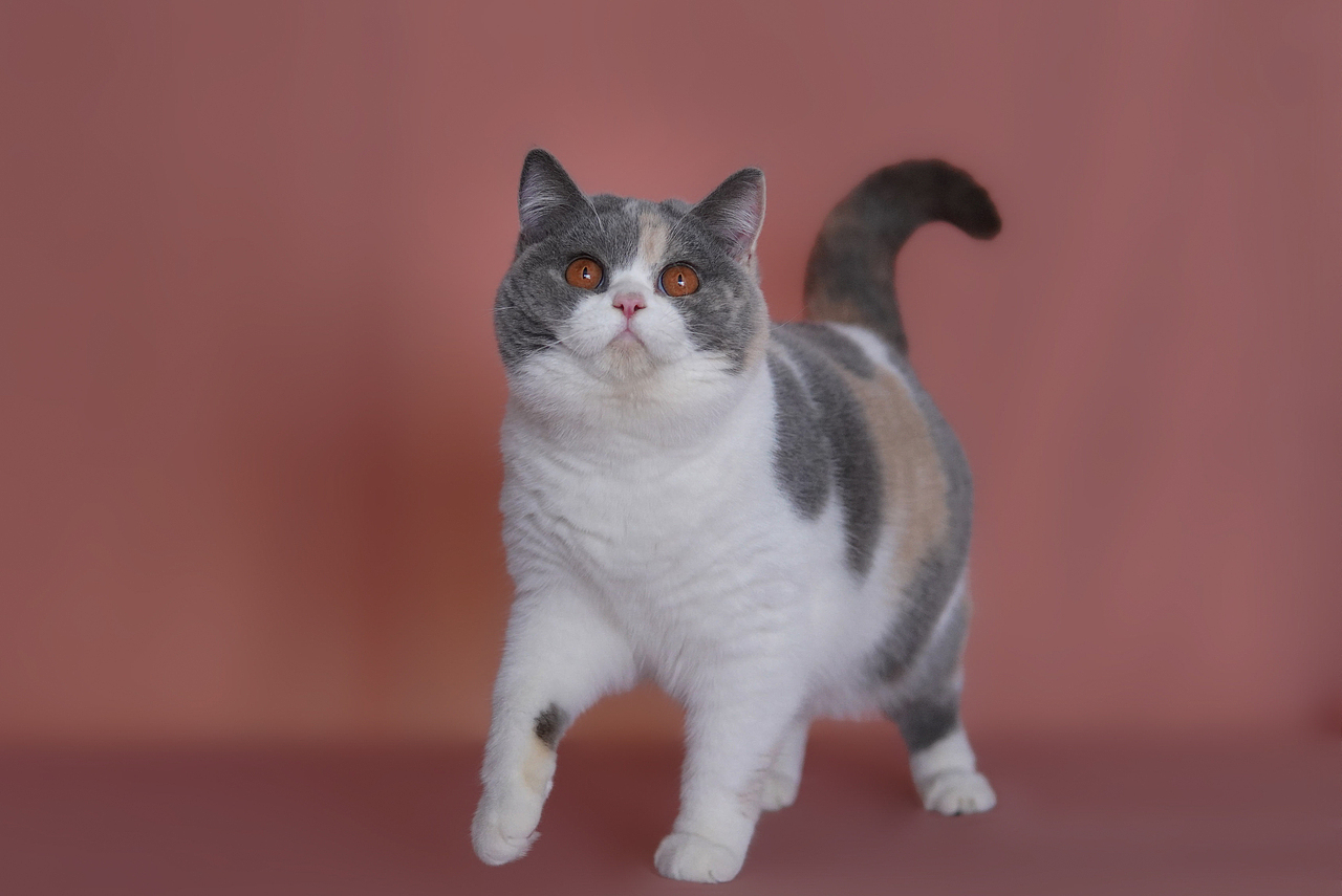 宠物摄影|摄影小白📷在家这样拍发pyq被赞爆