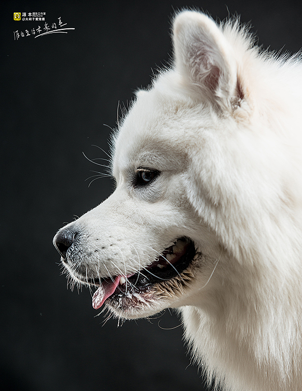 吉祥的表情（图ZMjc3NTczMDg=） - 宠物摄影 - 站酷设计师naturephoto原创素材 - 站酷ZCOOL