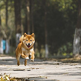 阿田吖的头像