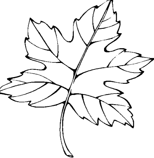 枫叶动画