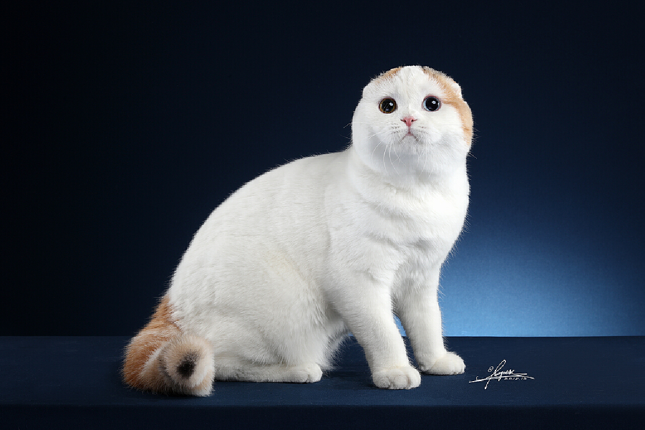 高地折耳猫|摄影|动物|AMYWORKS赛猫摄影 - 原创作品 - 站酷 (ZCOOL)