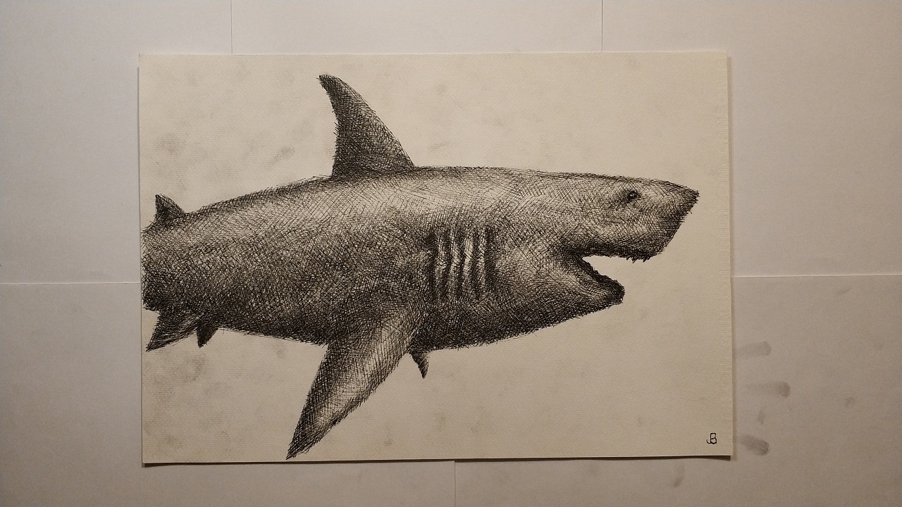 巨齿鲨素描图画图片