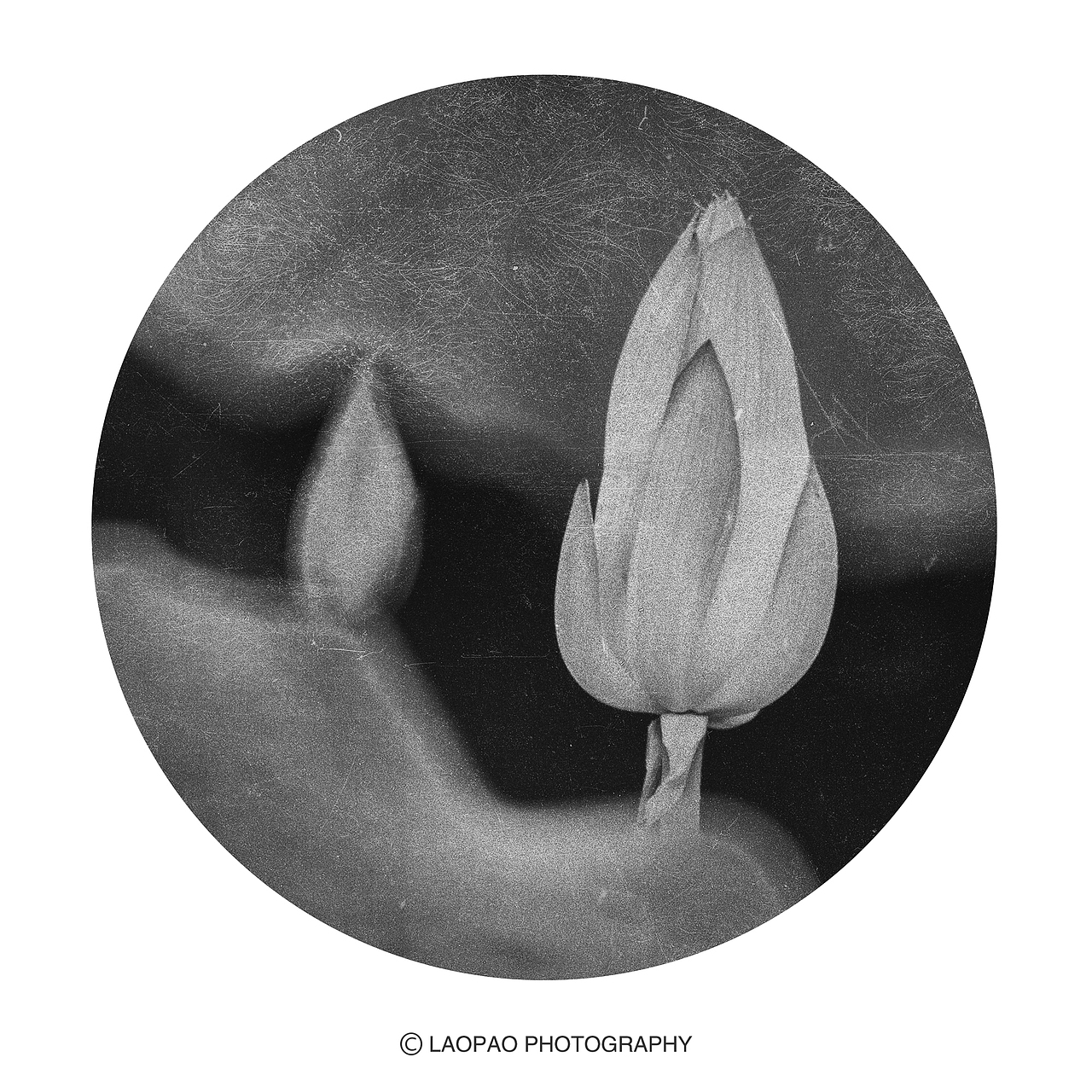 景，荷（图ZMjExNTk1Mzky） - 人文/纪实摄影 - 站酷设计师老炮叔叔原创素材 - 站酷ZCOOL