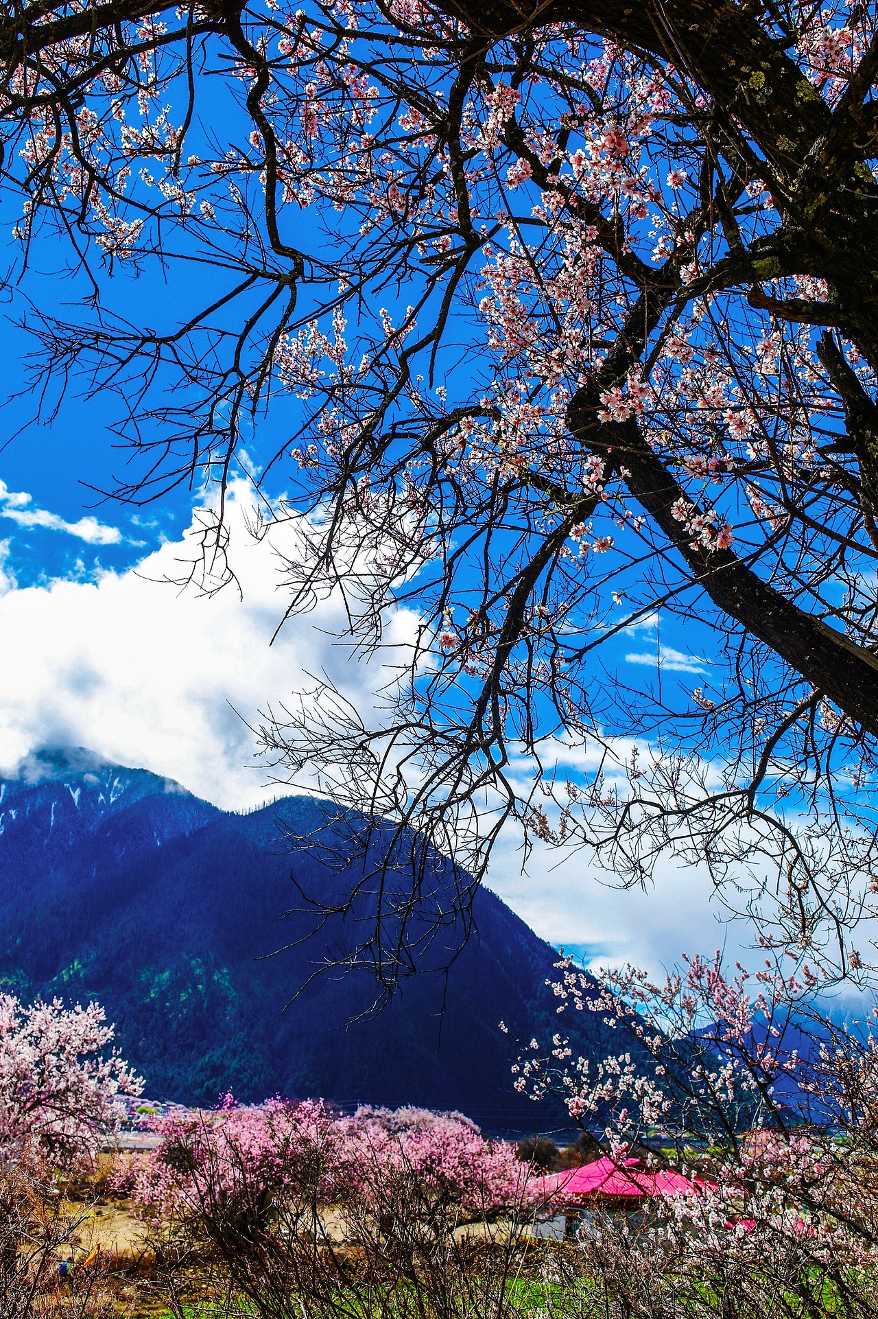 林芝桃花