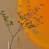 波定还自圆的头像