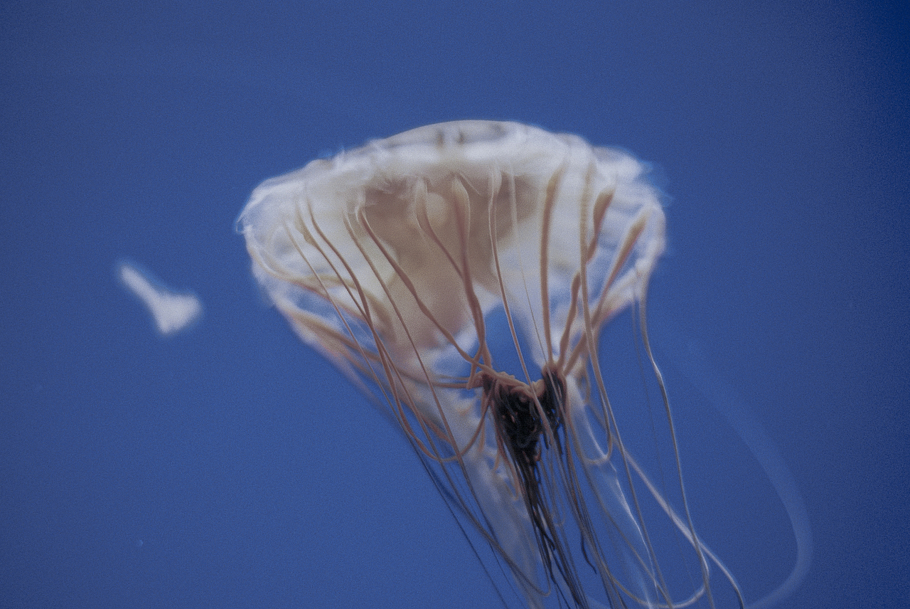 Fall in blue.（圖ZMTQ4NjYwMTc2） - 人像攝影 - 站酷設(shè)計(jì)師hi椰樹原創(chuàng)素材 - 站酷ZCOOL