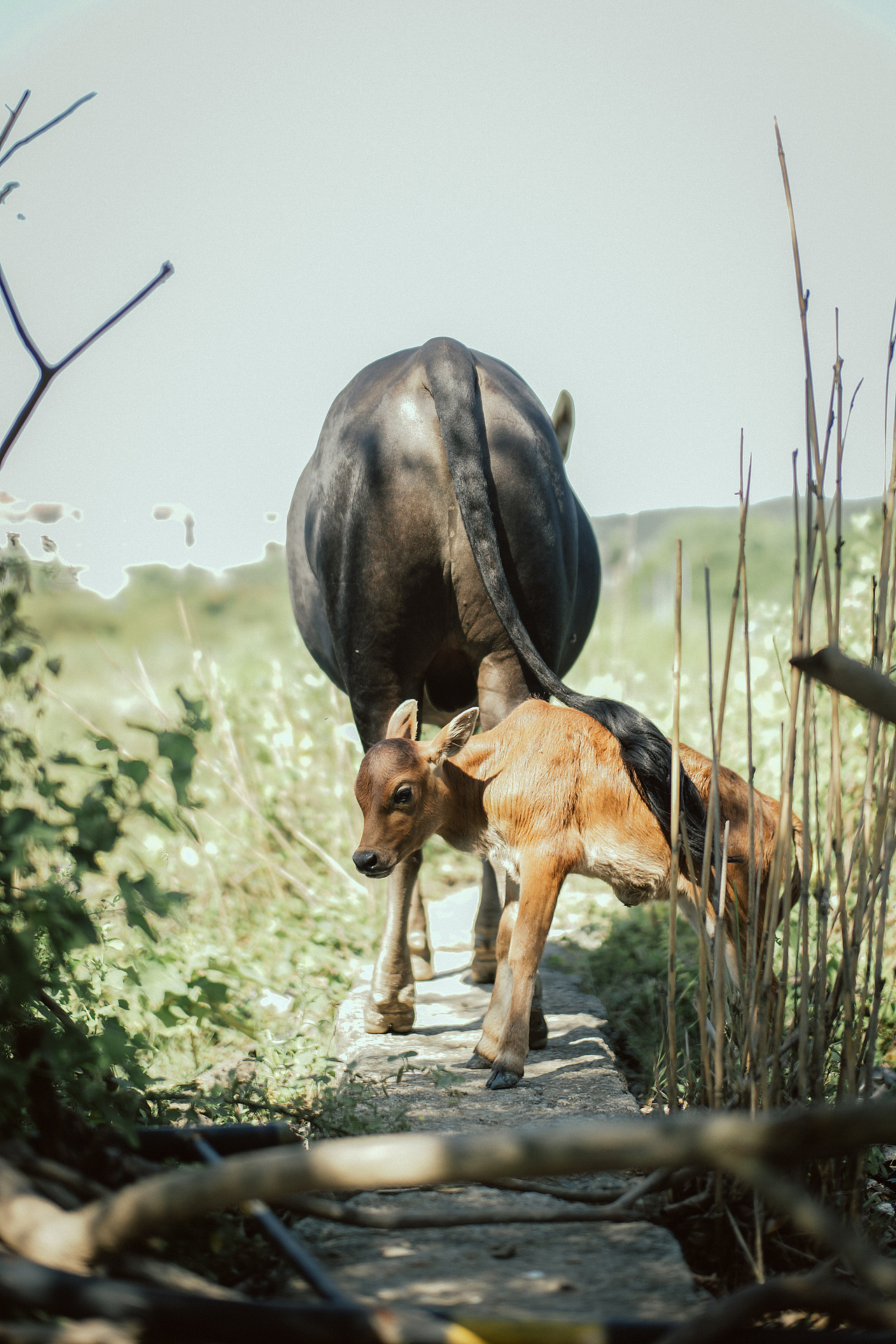 今日纪实作品3(风吹草低见牛羊之奈良小牛)|摄影|人文/纪实摄影|蒋