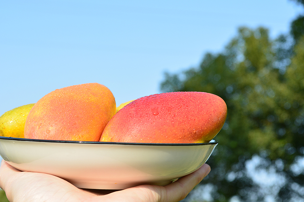 水果/贵妃芒/芒果