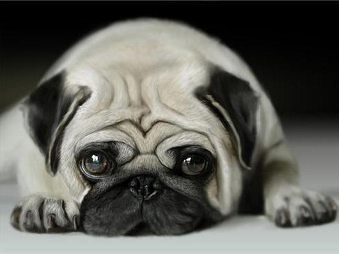 動物派對（個人主頁-ZNDkzNDgwNjA=） - 圖標 - 站酷設計師榴蓮味的果凍原創(chuàng)素材 - 站酷ZCOOL