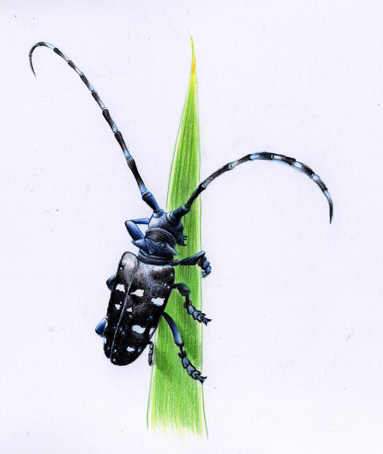 彩铅昆虫(内附过程图)