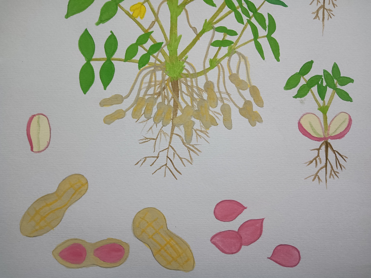 植物生长（花生）（图ZMjU5ODU5MjQ4） - 创作习作 - 站酷设计师深海珍珠原创素材 - 站酷ZCOOL