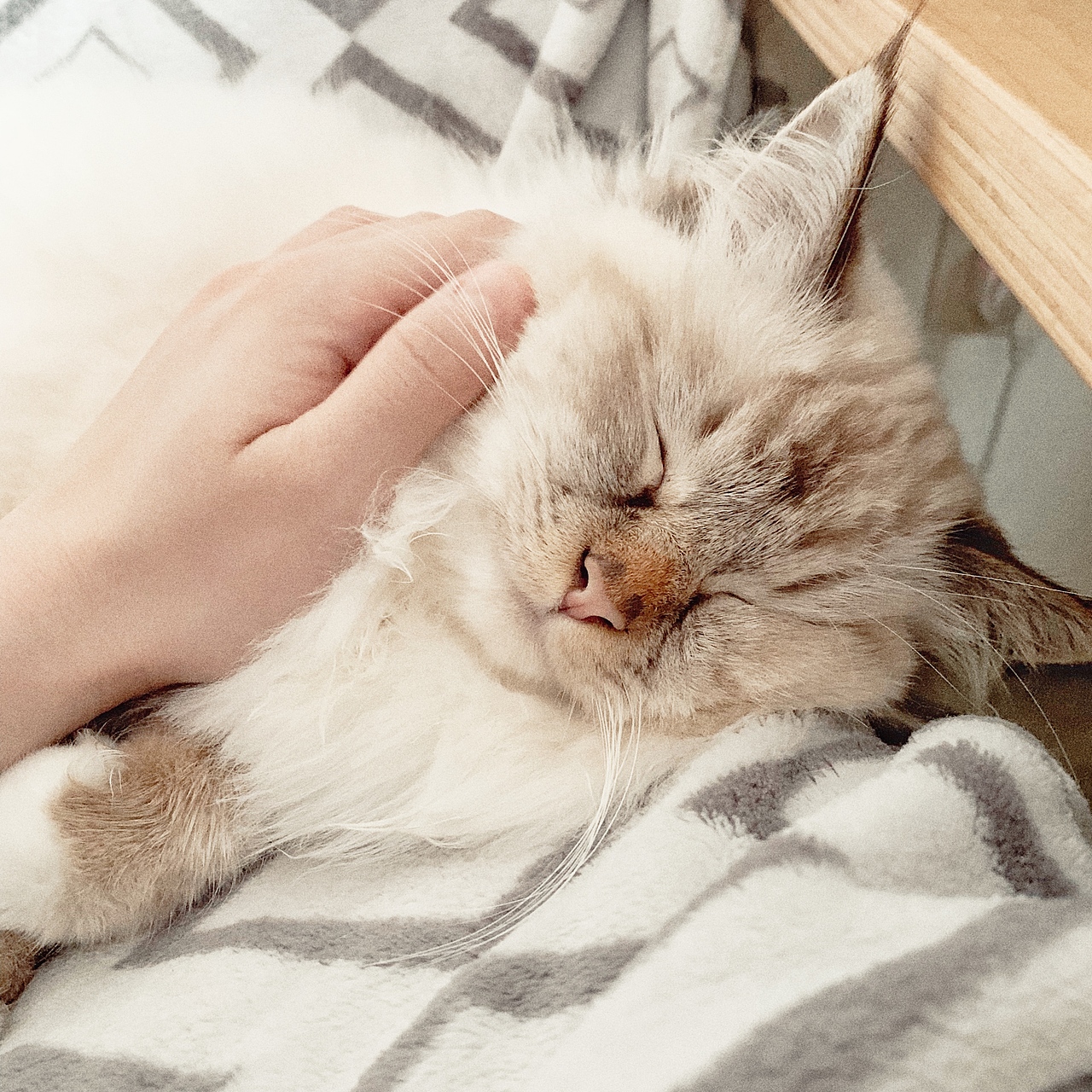 一只叫瓜咪咪的喵