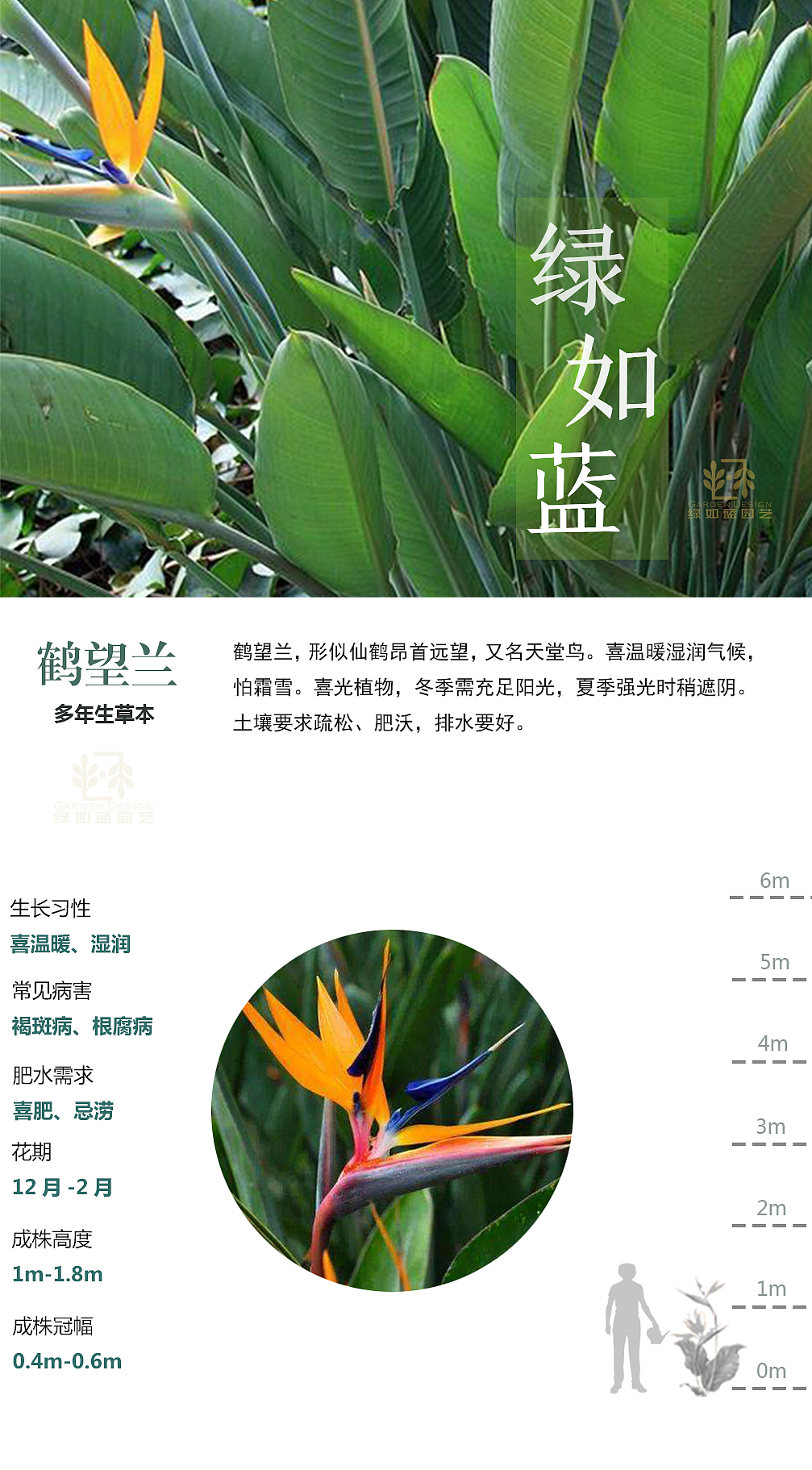 绿如蓝植物拓展
