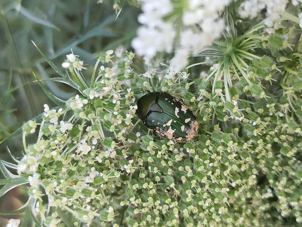 植物与昆虫朋友们！