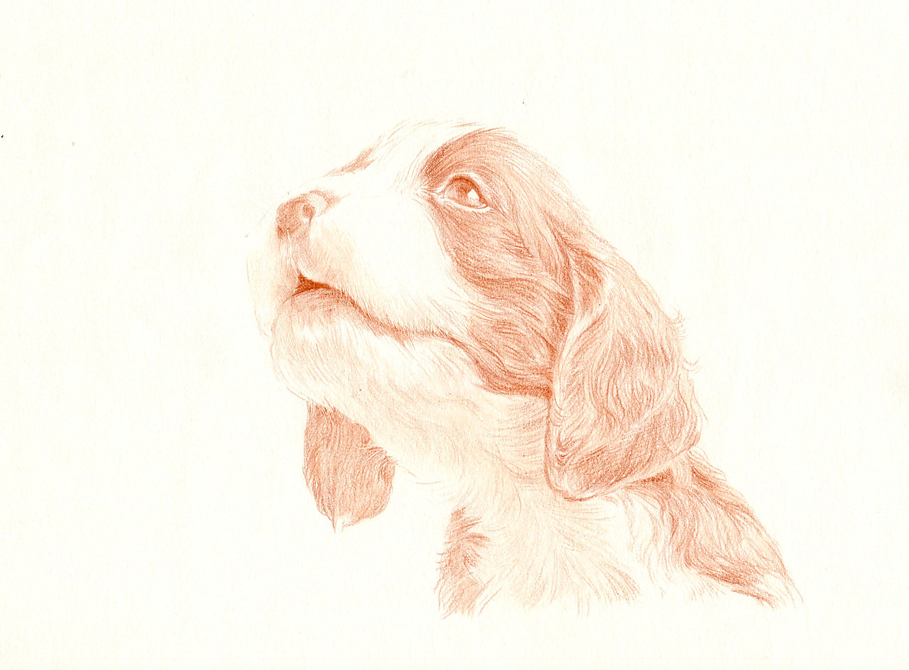 彩铅狗狗——英国史宾格犬（图ZMzUwNjg2ODg=） - 绘画 - 站酷设计师箐莜菲菲原创素材 - 站酷ZCOOL