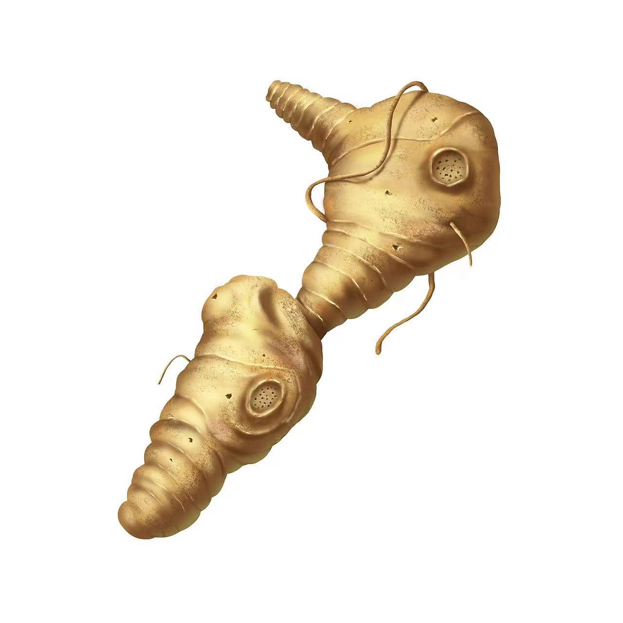 黄精包装设计|平面|包装|亦小北 - 原创作品 - 站酷 (zcool)