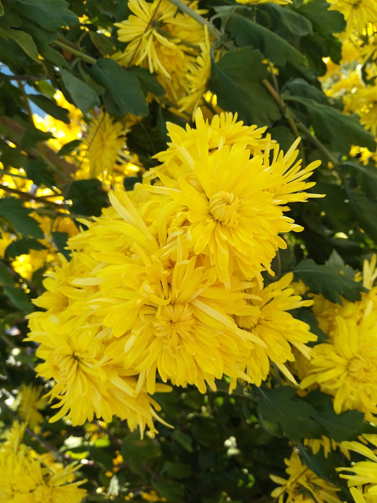 秋菊|摄影|产品摄影|零小小_原创作品-站酷zcool